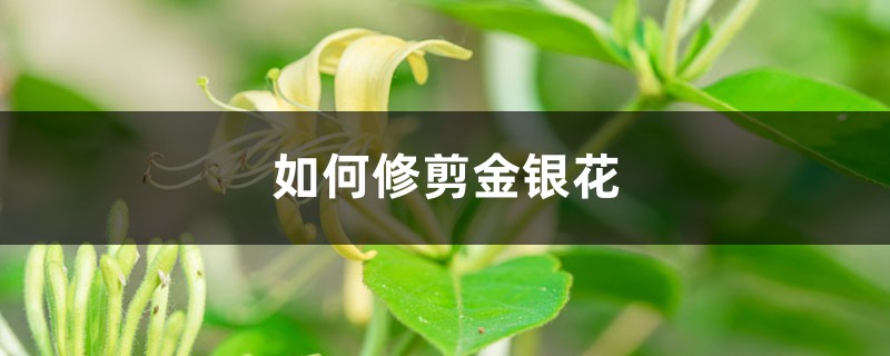 如何修剪金銀花