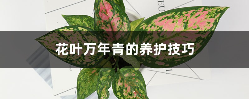 花葉萬(wàn)年青的養(yǎng)護(hù)技巧