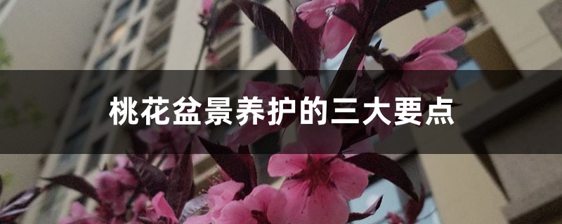 桃花盆景養(yǎng)護(hù)的三大要點(diǎn)