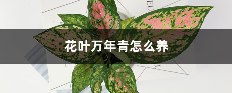 花葉萬(wàn)年青的養(yǎng)殖方法和注意事項(xiàng)