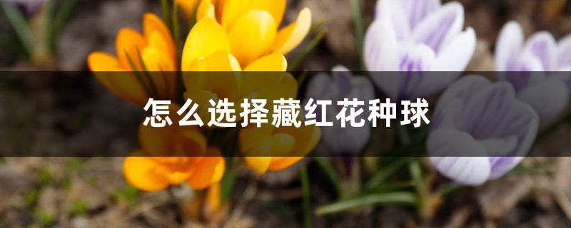 怎么選擇藏紅花種球