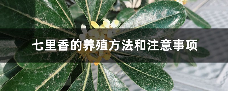 七里香的養(yǎng)殖方法和注意事項(xiàng)