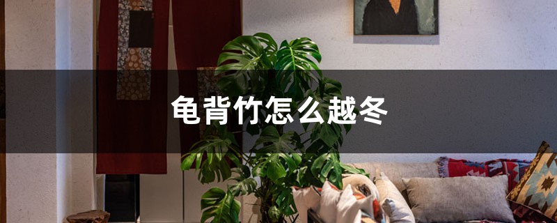 龜背竹怎么越冬