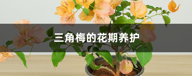 三角梅的花期養(yǎng)護(hù)