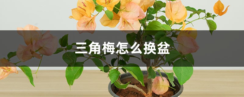 三角梅怎么換盆