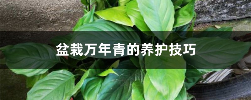 盆栽萬年青的養(yǎng)護(hù)技巧