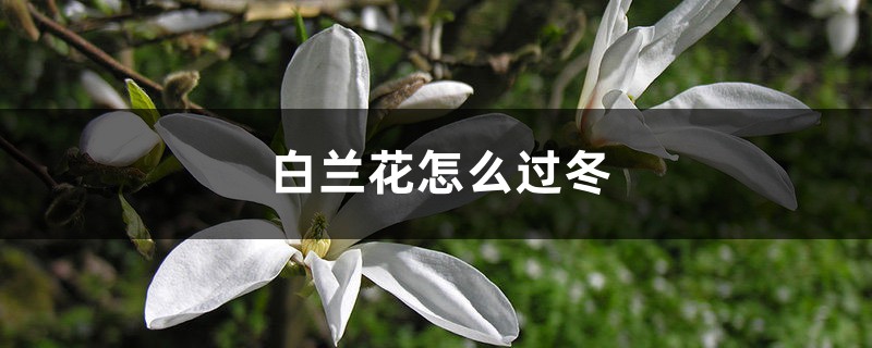 白蘭花怎么過冬