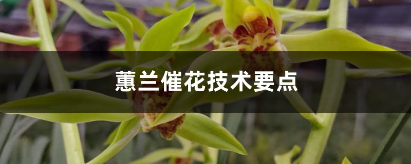 蕙蘭催花技術(shù)要點(diǎn)