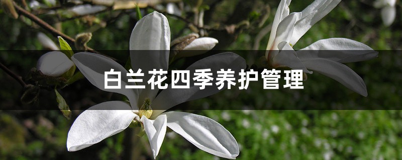 白蘭花四季養(yǎng)護(hù)管理