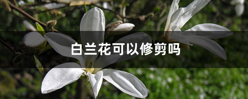 白蘭花可以修剪嗎