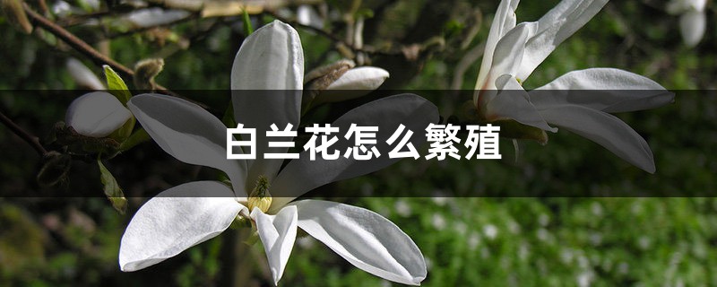 白蘭花怎么繁殖