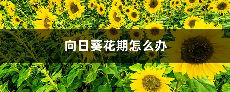 向日葵花期怎么辦