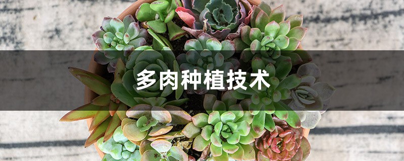 多肉種植技術(shù)