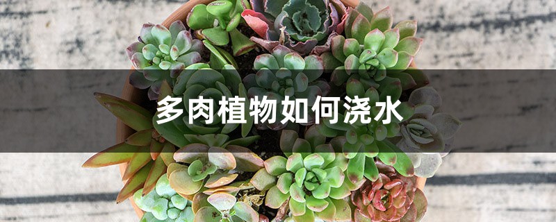 多肉植物如何澆水