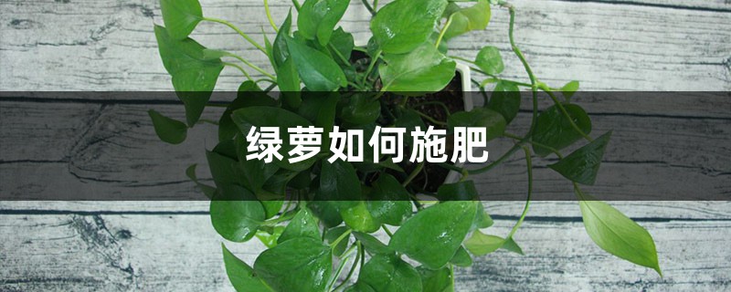 綠蘿如何施肥