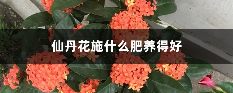 仙丹花施什么肥養(yǎng)得好