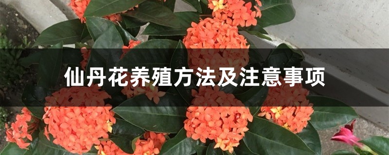 仙丹花養(yǎng)殖方法及注意事項(xiàng)