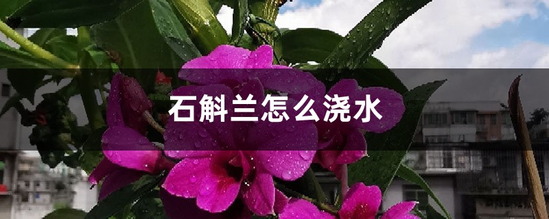 石斛蘭怎么澆水