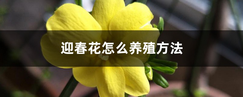 迎春花怎么養(yǎng)殖方法