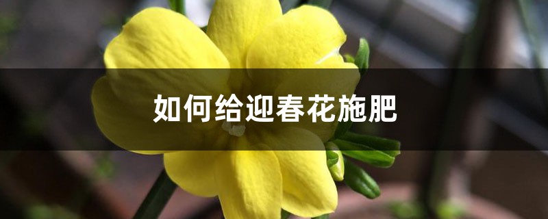 如何給迎春花施肥