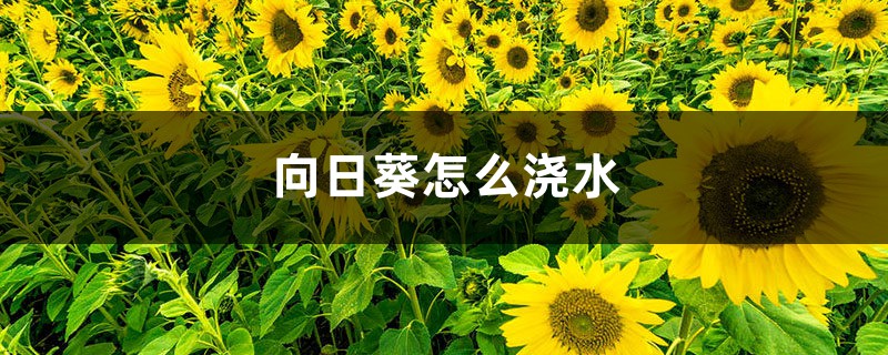 向日葵怎么澆水