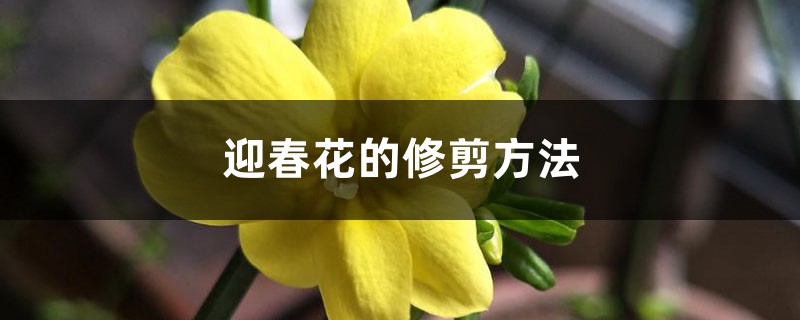 迎春花的修剪方法