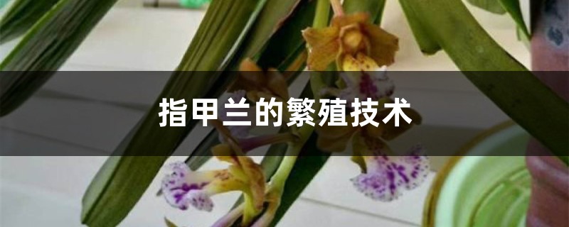 指甲蘭的繁殖技術(shù)