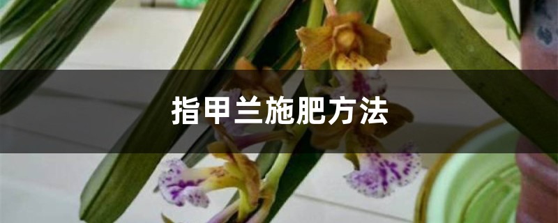 指甲蘭施肥方法