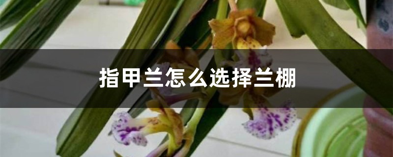 指甲蘭怎么選擇蘭棚