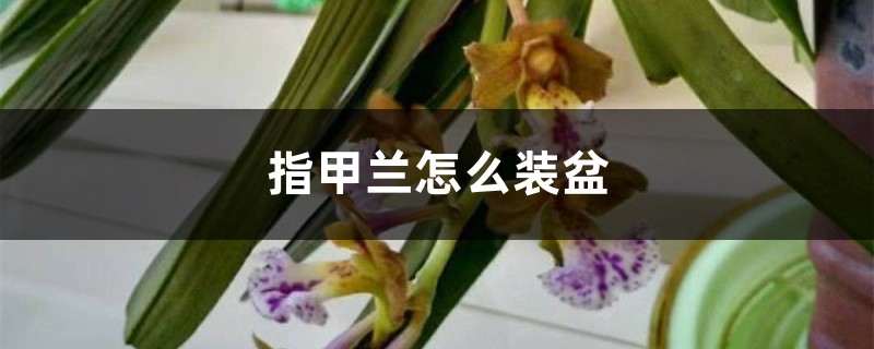 指甲蘭怎么裝盆