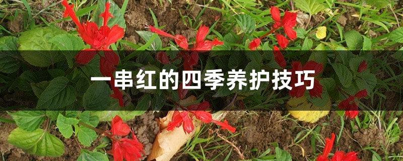 一串紅的四季養(yǎng)護(hù)技巧