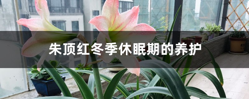 朱頂紅冬季休眠期的養(yǎng)護(hù)