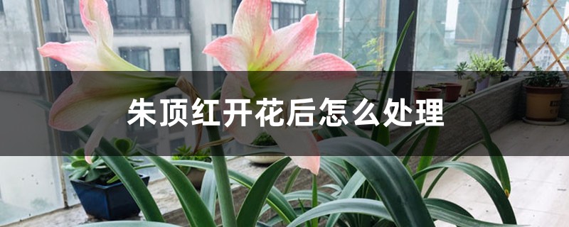 朱頂紅開(kāi)花后怎么處理