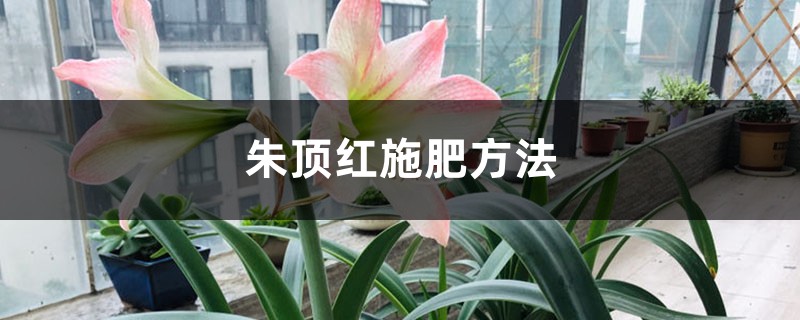 朱頂紅施肥方法