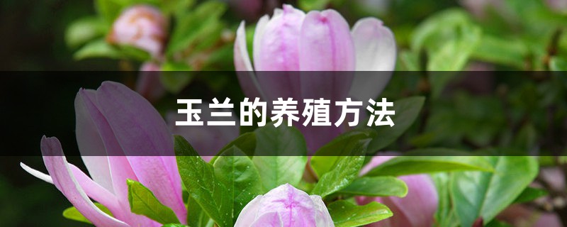 玉蘭的養(yǎng)殖方法