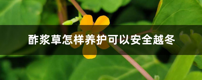 酢漿草怎樣養(yǎng)護(hù)可以安全越冬