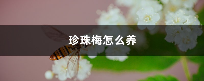 珍珠梅怎么養(yǎng)