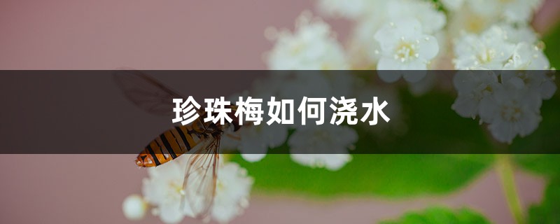 珍珠梅如何澆水