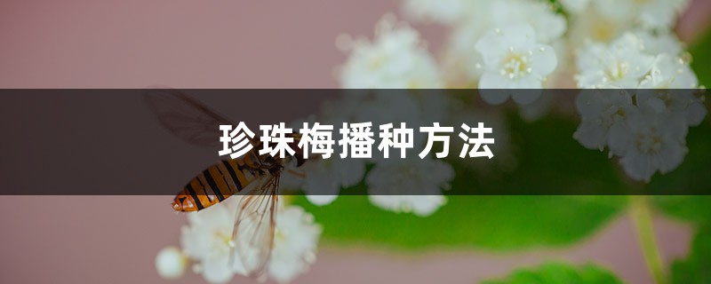 珍珠梅播種方法