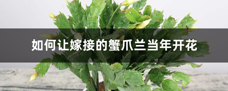 如何讓嫁接的蟹爪蘭當(dāng)年開花