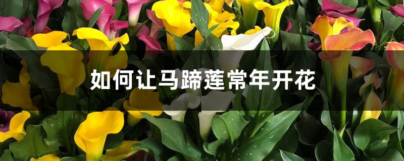 如何讓馬蹄蓮常年開花