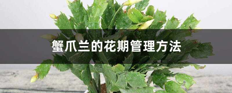 蟹爪蘭的花期管理方法