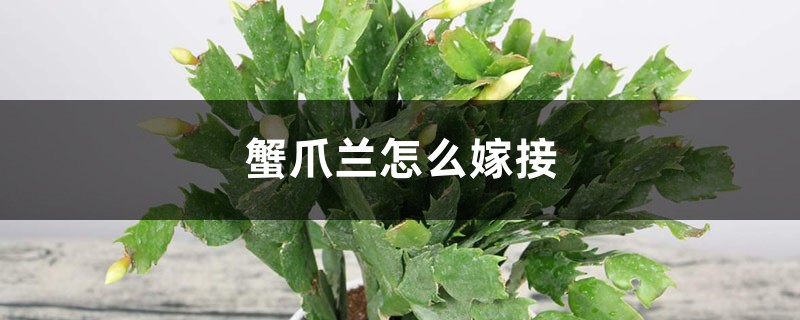 蟹爪蘭怎么嫁接