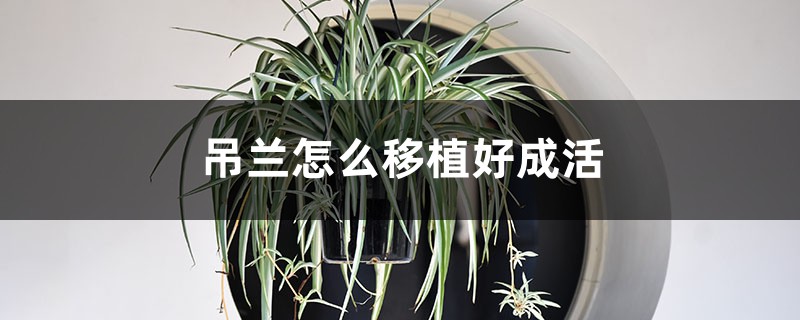 吊蘭怎么移植好成活