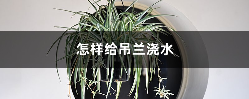 怎樣給吊蘭澆水