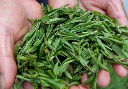 春茶和秋茶的區(qū)別 哪個(gè)好