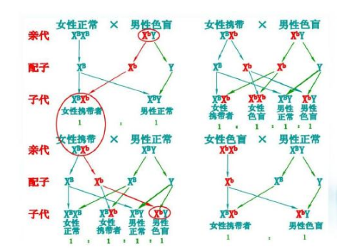 色盲是怎么形成的 有哪些類型