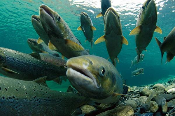 淡水銀鱈魚市場(chǎng)價(jià)格多少錢一斤 淡水銀鱈魚的挑選