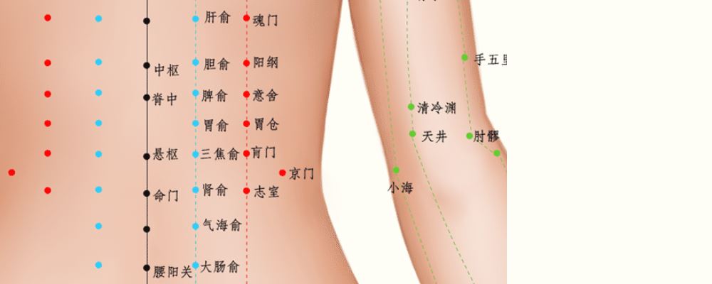 胃俞穴位的準確位置圖