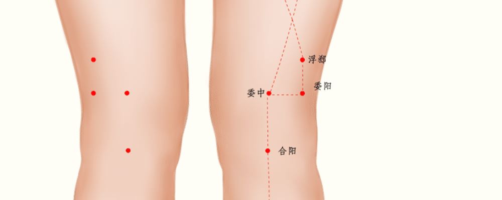 委中穴位的準(zhǔn)確位置圖